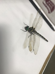 Macromia