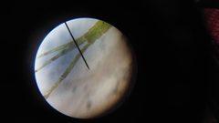 Pseudagrion microcephalum