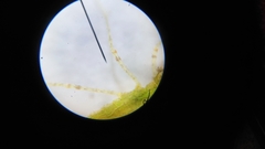 Pseudagrion microcephalum