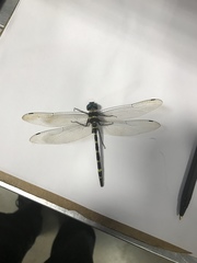 Macromia