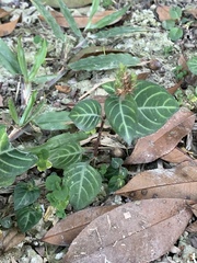 Lepidagathis inaequalis