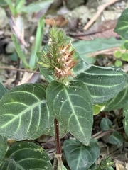 Lepidagathis inaequalis