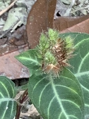 Lepidagathis inaequalis