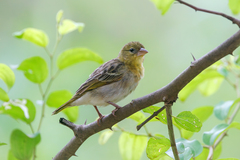 Rueppell's Weaver photo 5