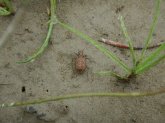 Opisthius richardsoni