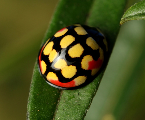 Sulfurous Lady Beetle