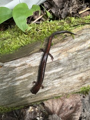 Plethodon cinereus image