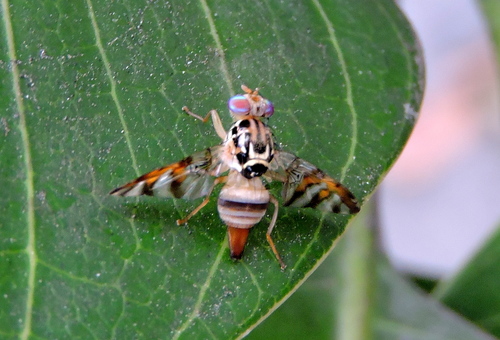 Acroceratitis histrionica · iNaturalist