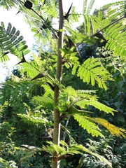 Carlos Domínguez-Rodríguez, CC BY, iNaturalist via GBIF Vachellia hindsii, photograph Carlos Domínguez-Rodríguez, CC BY, iNaturalist via GBIF