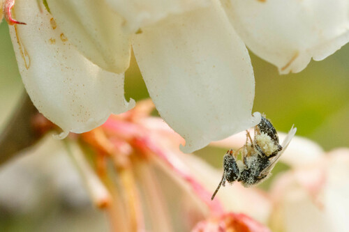 Perdita novaeangliae