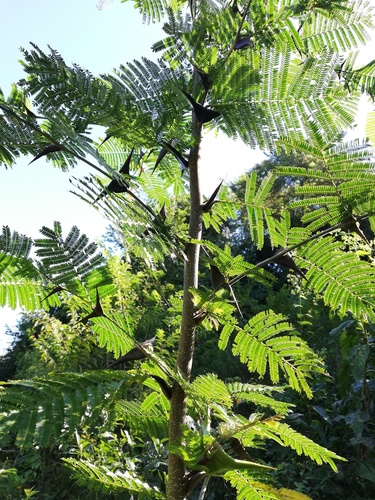 Vachellia hindsii, photograph 4