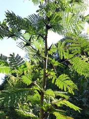 Carlos Domínguez-Rodríguez, CC BY, iNaturalist via GBIF Vachellia hindsii, photograph Carlos Domínguez-Rodríguez, CC BY, iNaturalist via GBIF