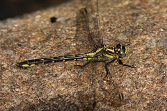 Phanogomphus quadricolor