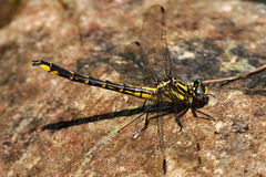 Phanogomphus quadricolor