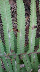 Sphaerostephanos taiwanensis