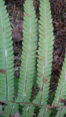 Sphaerostephanos taiwanensis