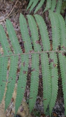 Sphaerostephanos taiwanensis