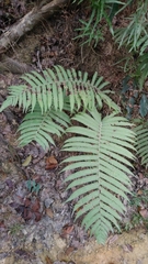 Sphaerostephanos taiwanensis