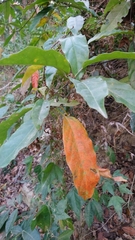 Elaeocarpus japonicus