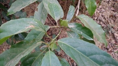 Elaeocarpus japonicus