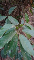 Elaeocarpus japonicus