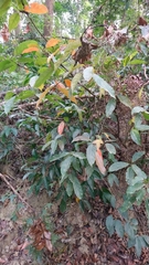 Elaeocarpus japonicus