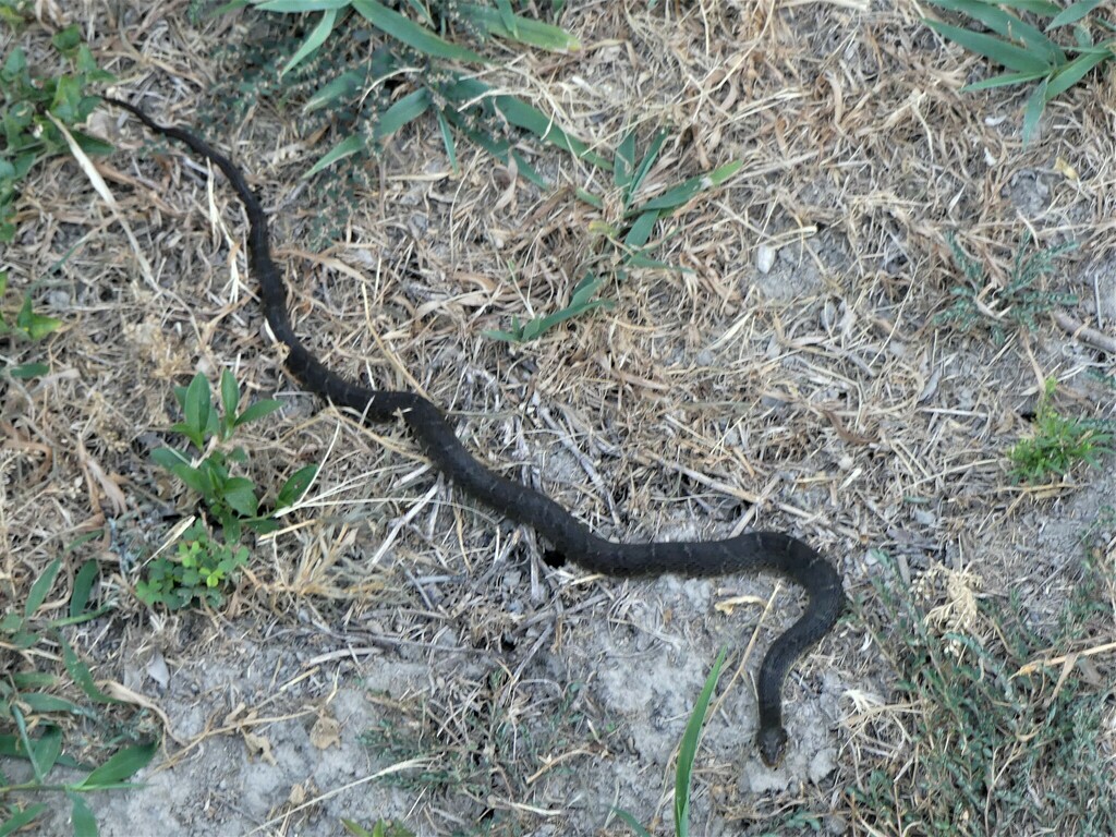 Plain-bellied Watersnake from Dallas, TX, USA on July 30, 2023 at 07:14 ...