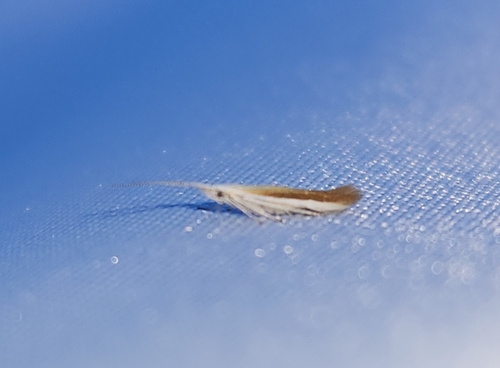 iNaturalist observation photo of Triaenodes