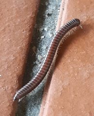 Pseudospirobolellus avernus