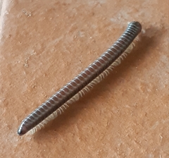 Pseudospirobolellus avernus