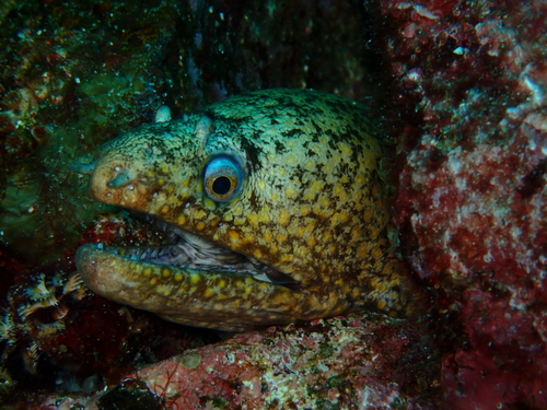 Jewel Moray