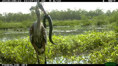 Siren intermedia