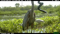 Siren intermedia