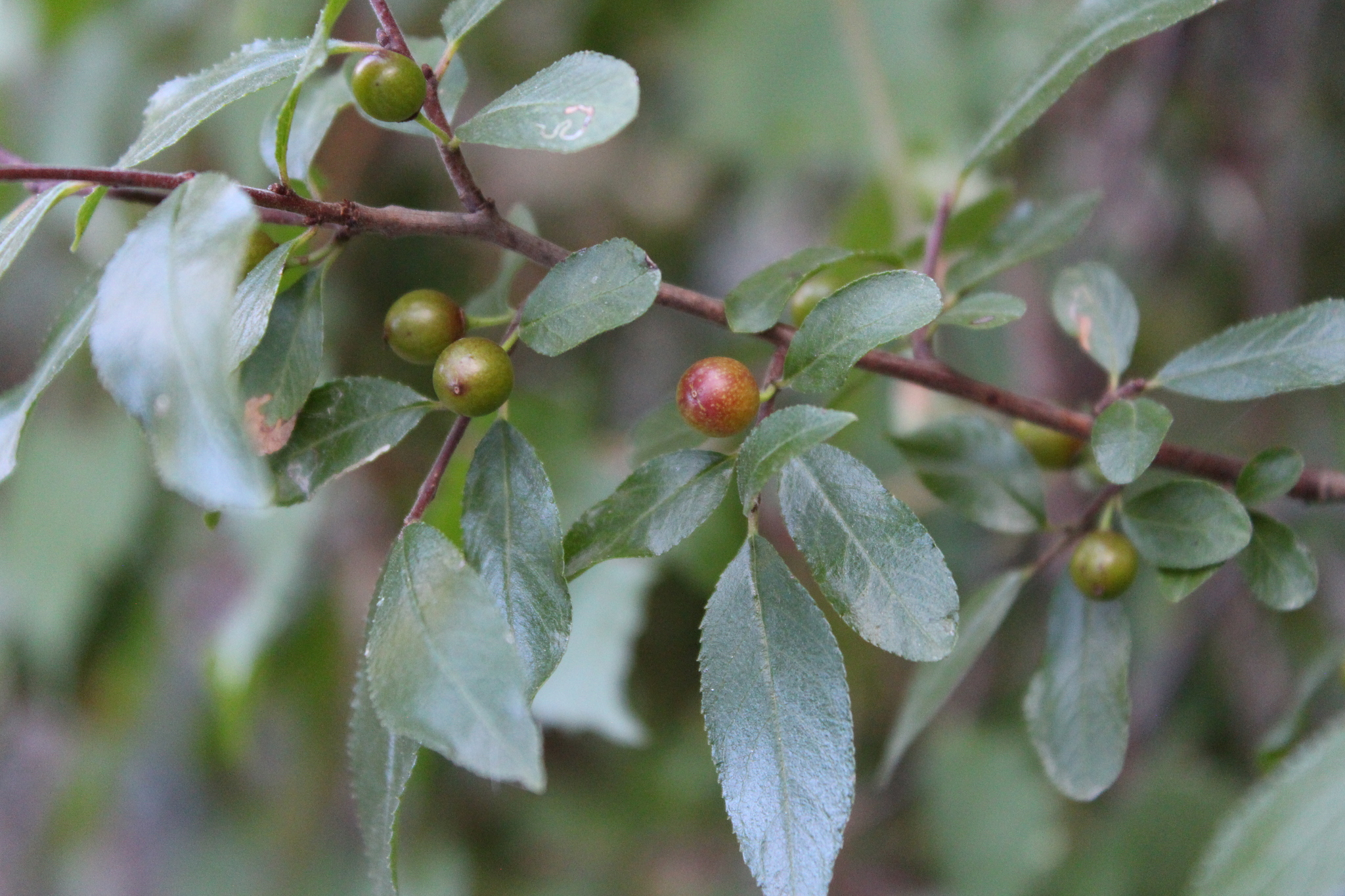 Rhamnus serrata