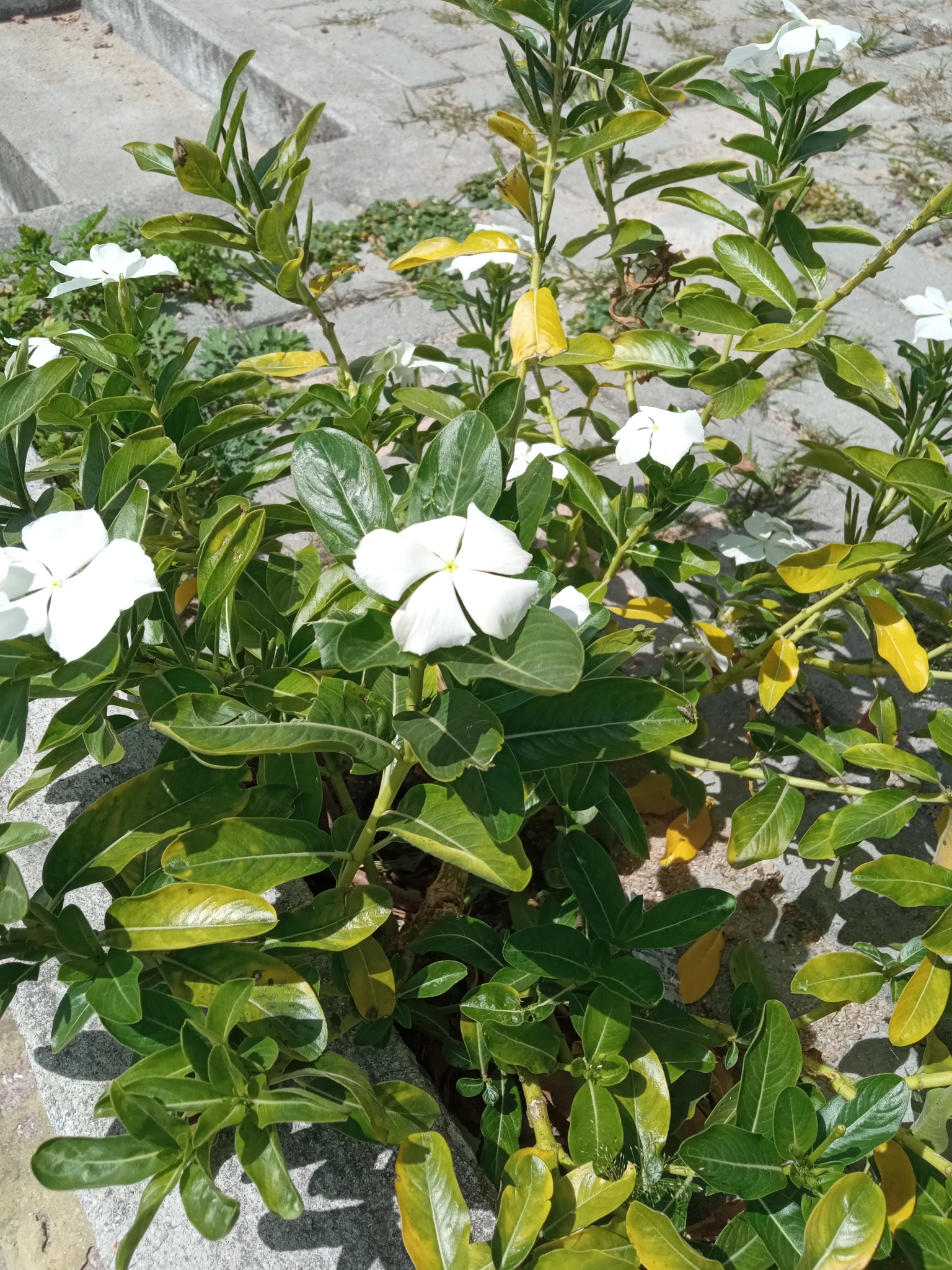 Catharanthus roseus