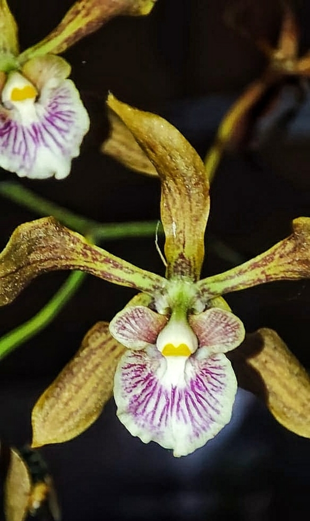 Encyclia spatella (Rchb.f.) Schltr. 4