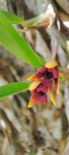 Maxillaria variabilis, photograph 5