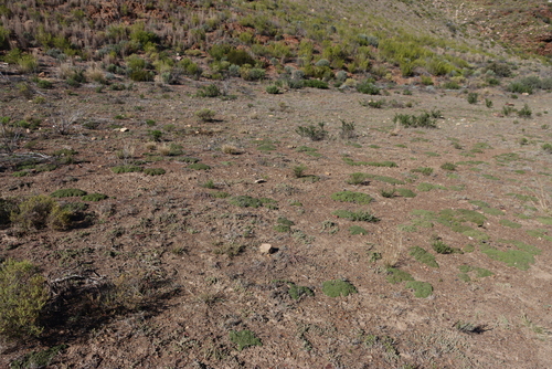 Ring Dewfig (Drosanthemum tuberculiferum)