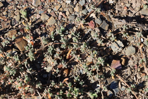Image of Ring Dewfig (Drosanthemum tuberculiferum) by (c) Tony Rebelo, some rights reserved (CC BY-SA)