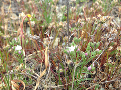 Hesperolinon congestum