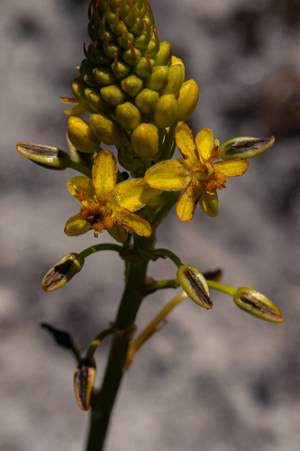 Bulbine abyssinica image