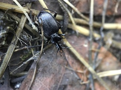 Scaphinotus cordatus