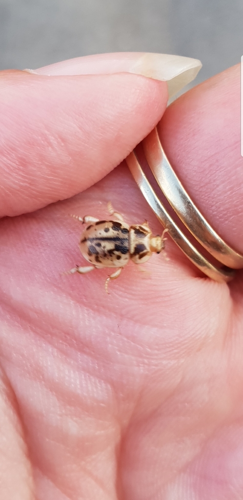 Seaweed Darkling Beetle