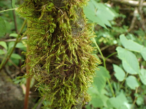 Image of Dichelyma uncinatum by no rights reserved