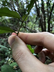 Capparis cantoniensis