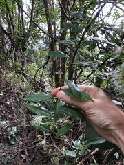 Capparis cantoniensis
