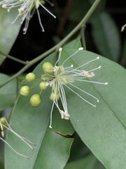 Capparis cantoniensis