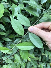 Capparis cantoniensis