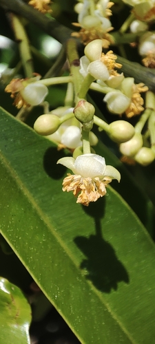 Image of Calophyllum brasiliense by no rights reserved