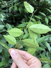 Capparis cantoniensis
